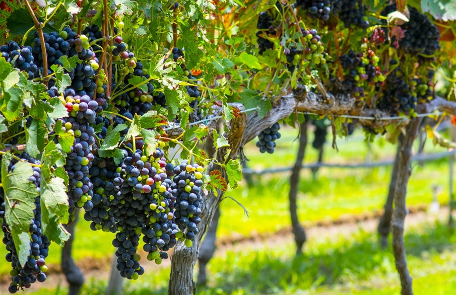 2026 Wine Harves, to live, share, and experience wine