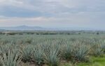 Agave Tequila Production Guanajuato