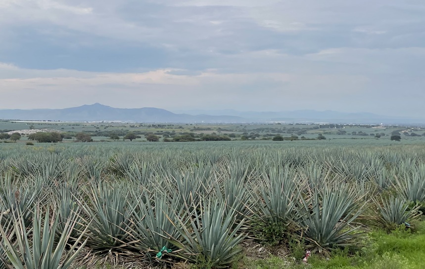 Guanajuato strengthens leadership in production of tequila agave Guanajuato strengthens leadership in production of tequila agave