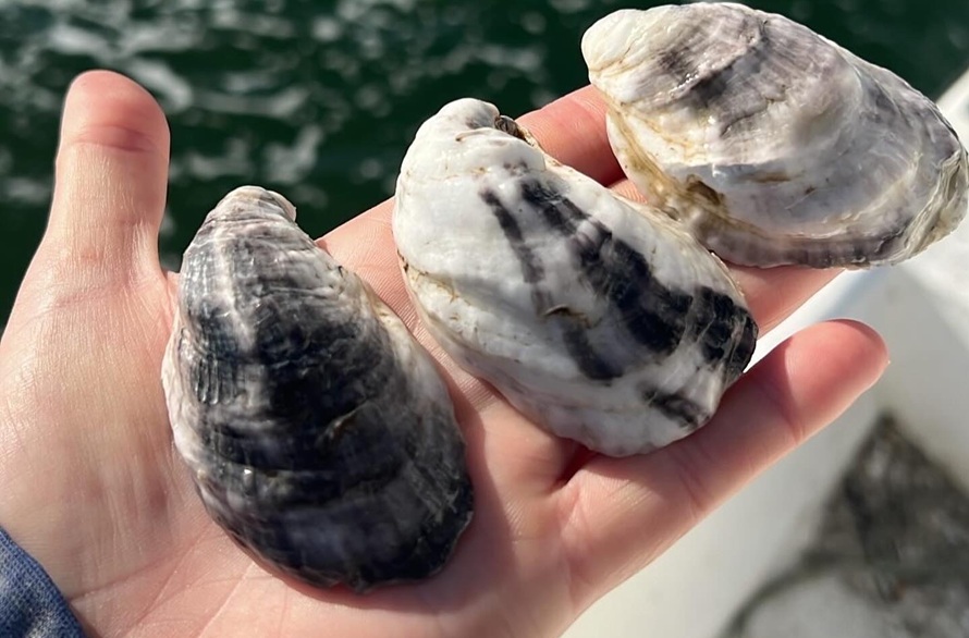 Oysters as water filters for astronauts of the future