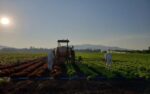 INEGI Growth Guanajuato Results Numbers