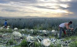 Guanajuato Romita Agave Harvest Jima