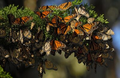 Monarch Butterffly Route Protection Guanajuato