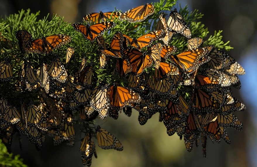 Environment Protection calls to protect the Monarch route